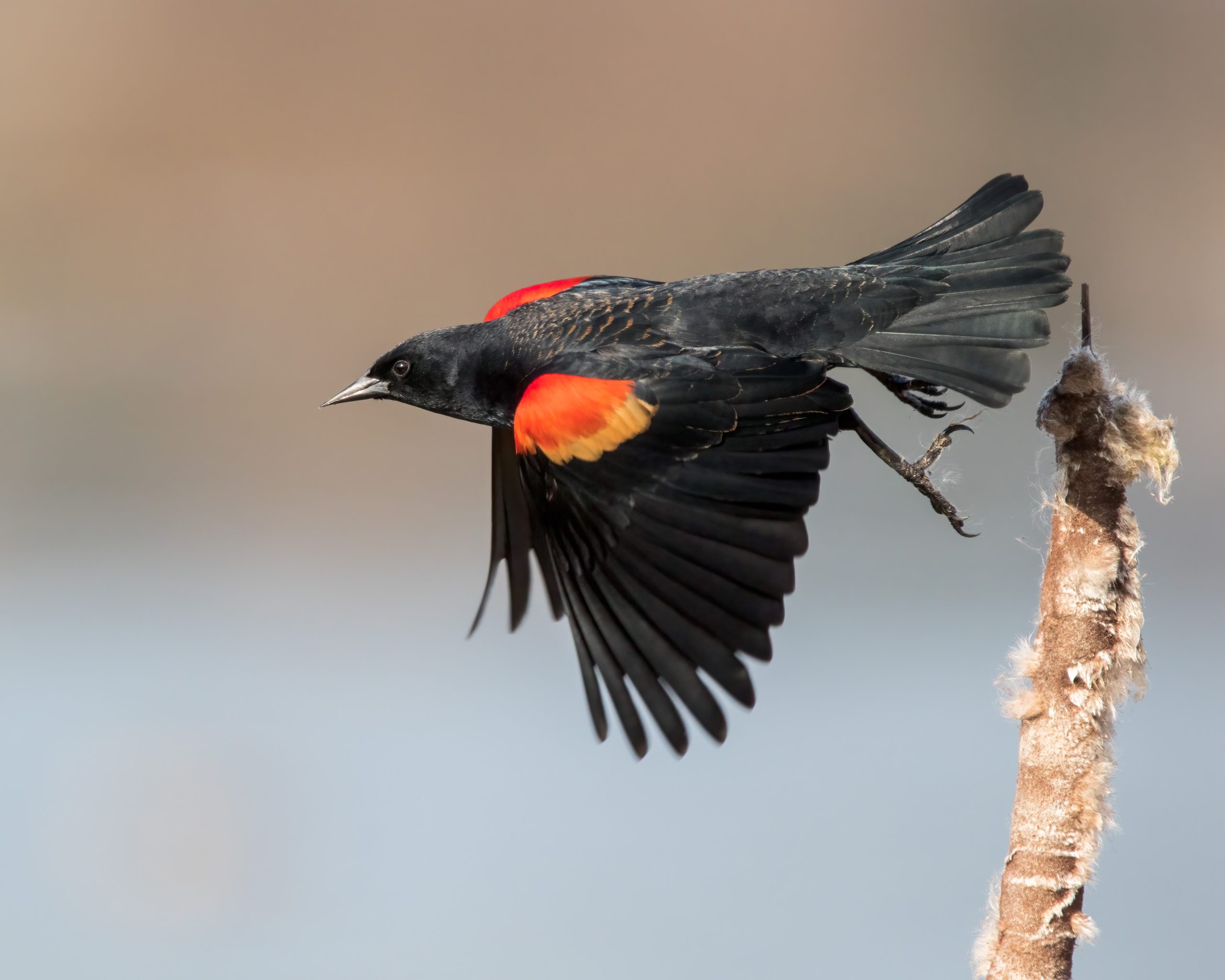 Red-winged Blackbird taking off.