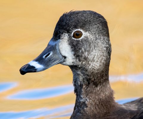 Close-up view of a Ring-Necked Duck head and bill.
