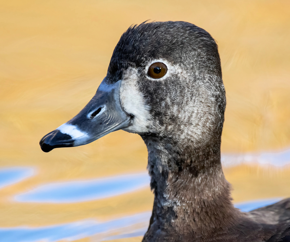 Close-up view of a Ring-Necked Duck head and bill.