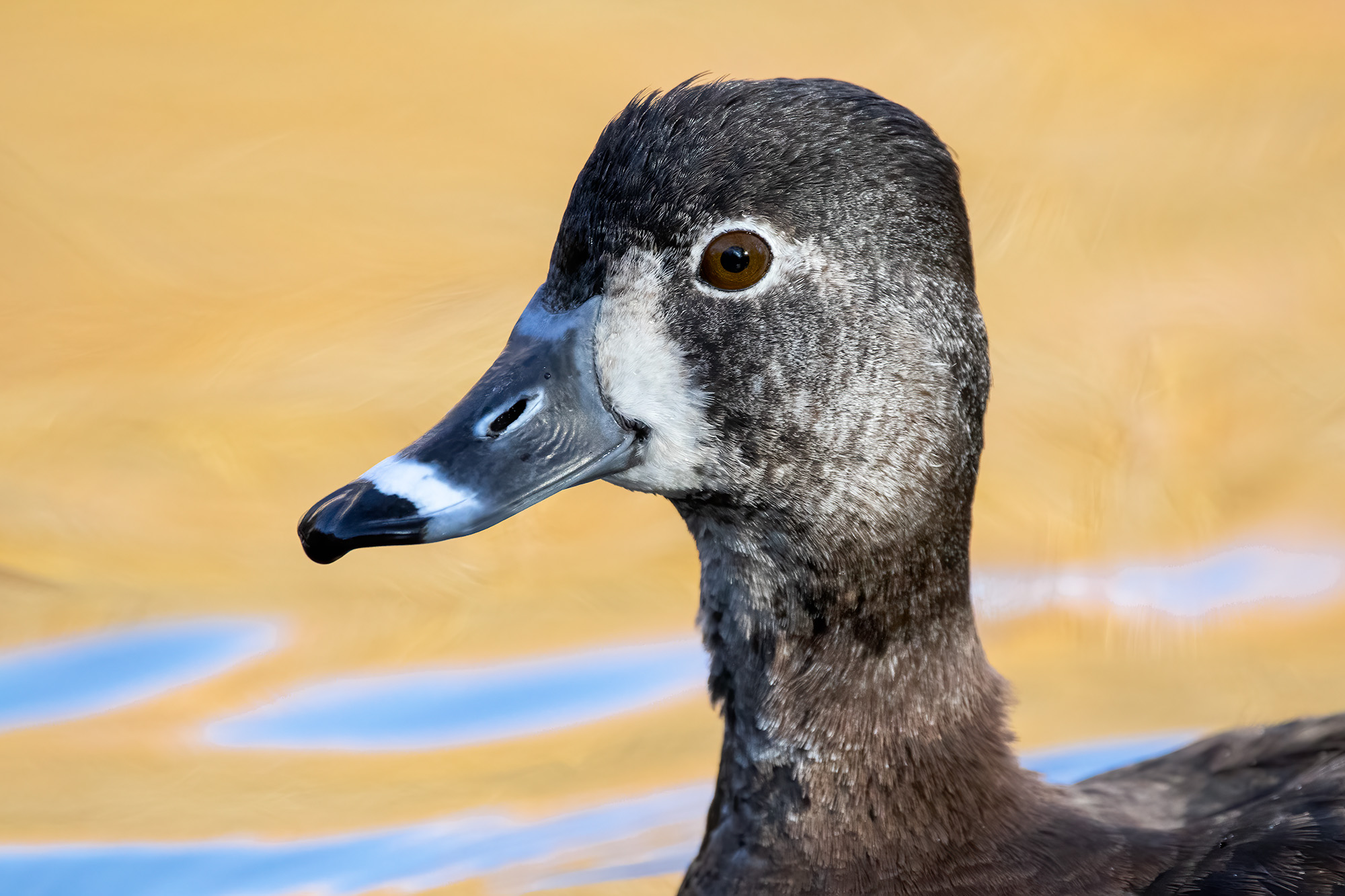 lose-up of a Ring-necked Duck's head and bill.