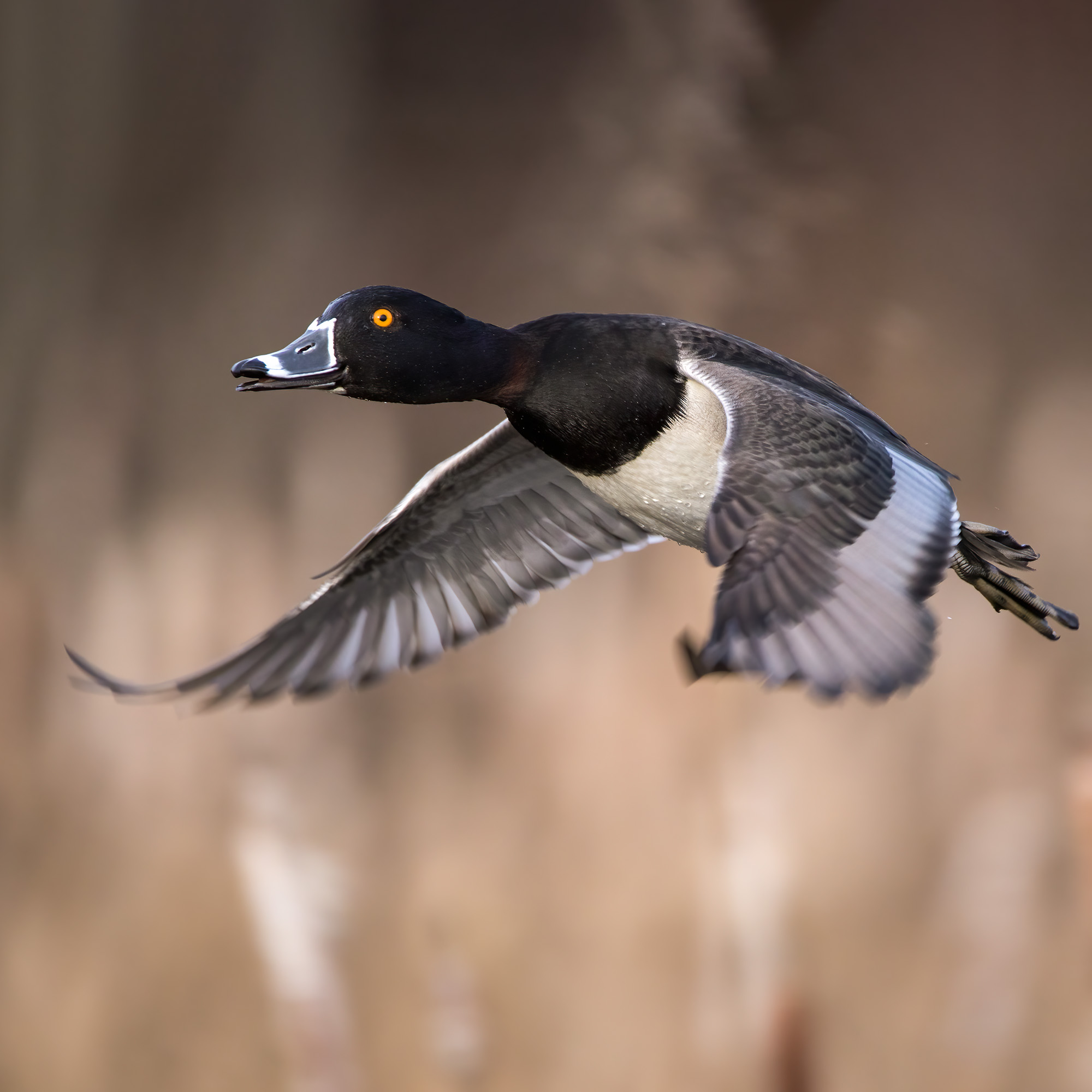 Ring-neckedDuck_BruceTuck