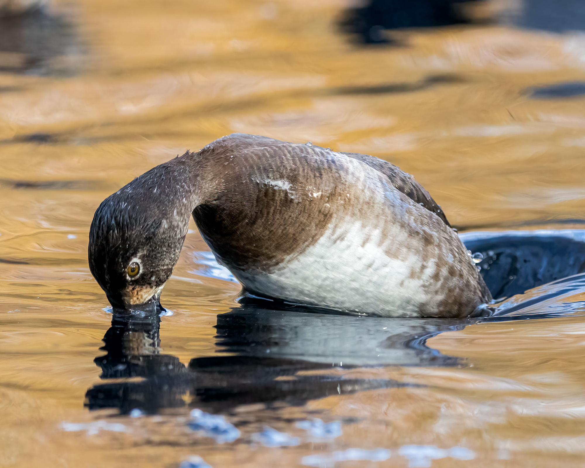 Ring-neckedDuck_BruceTuck_1125