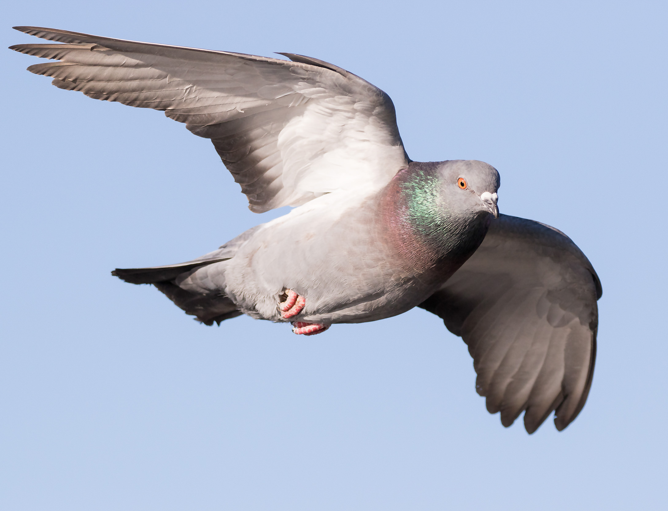 Rock Pigeon in flight.