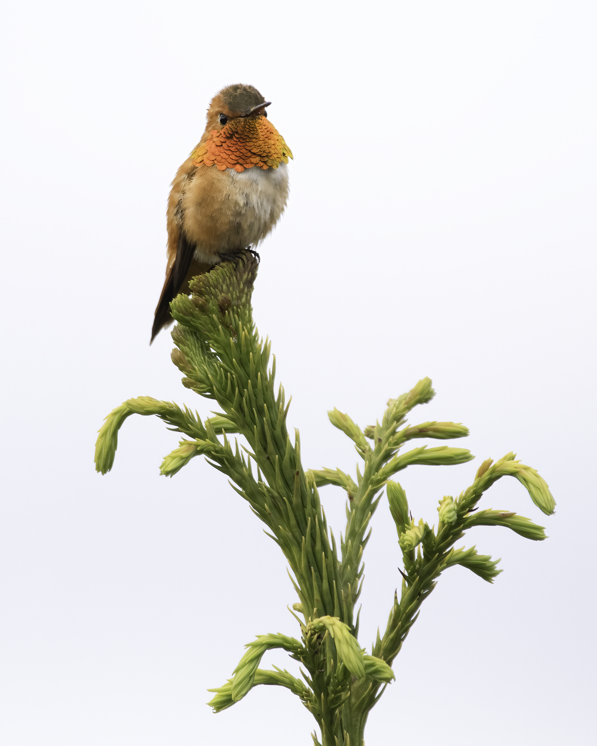 Rufous Hummingbird Rufous Hummingbird