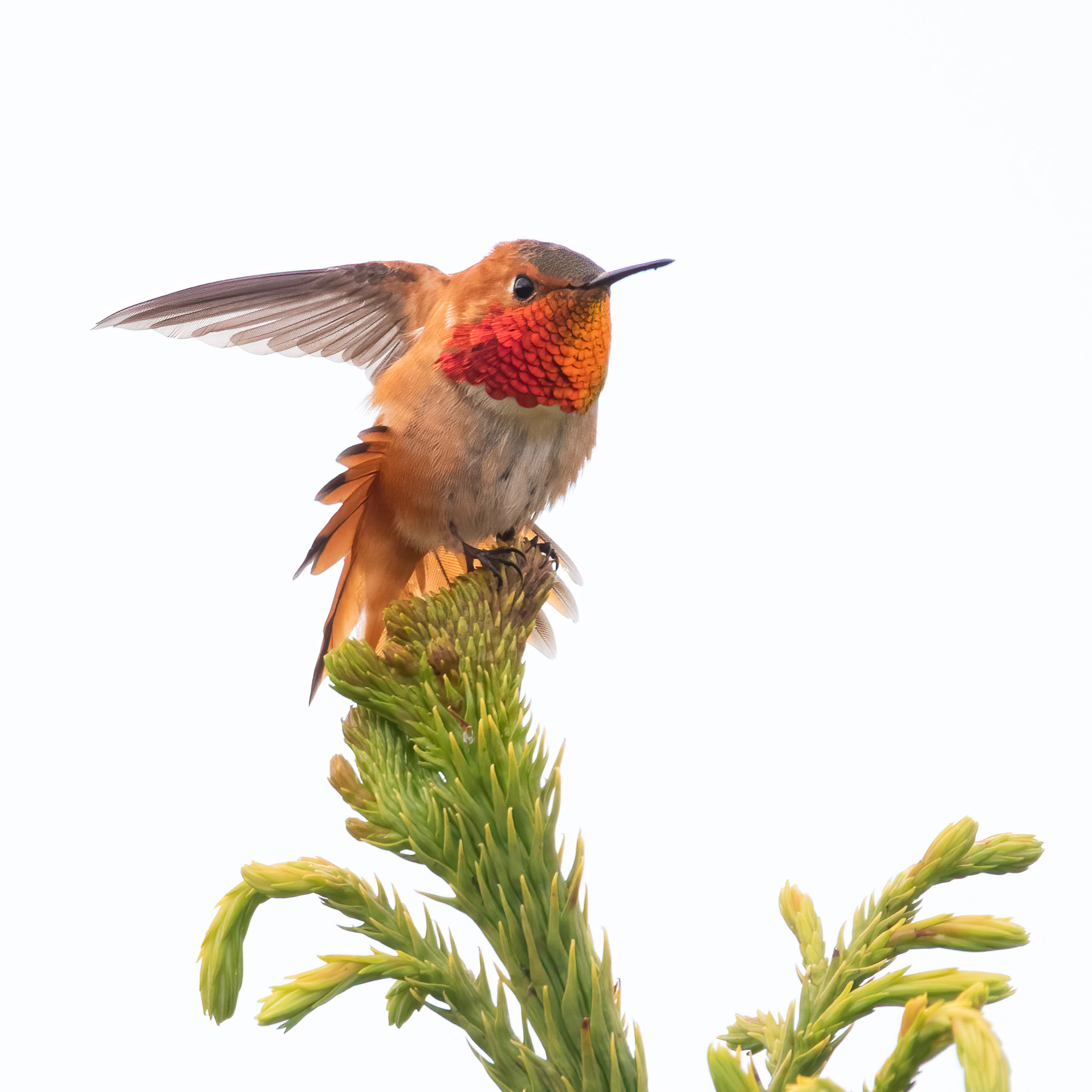 RufousHummingbird_BruceTuck