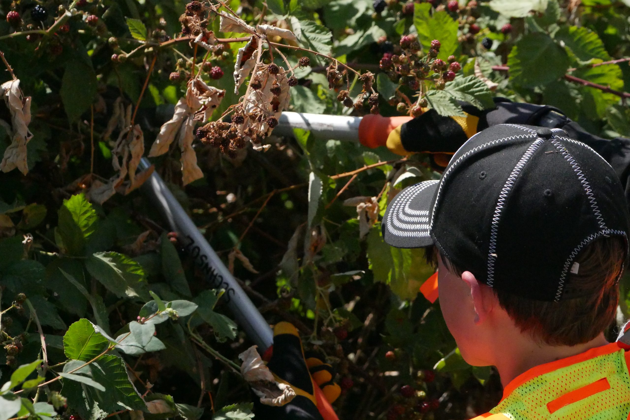 SMUS Adopt A Patch 20230727 Evert Linquist 04