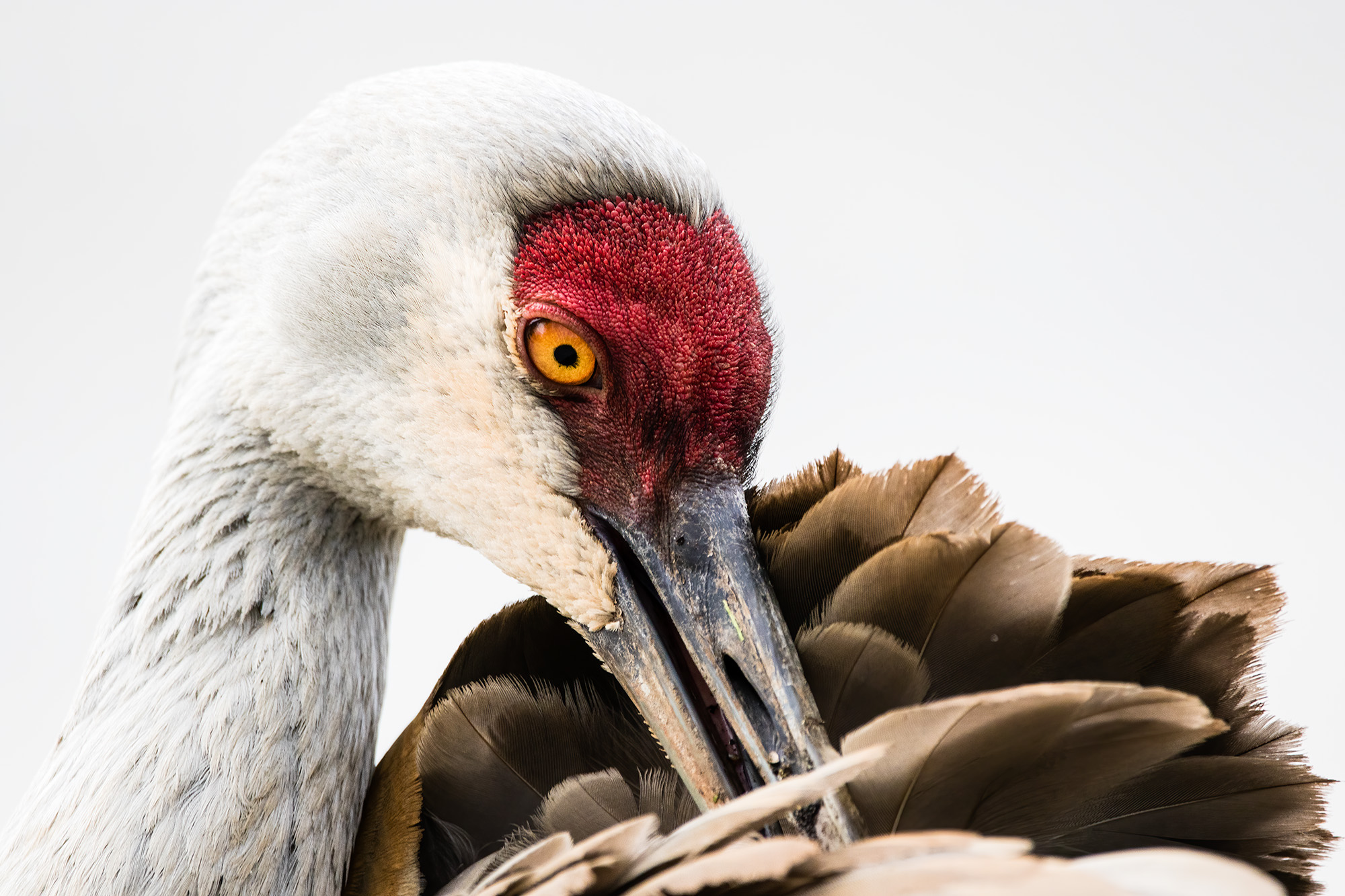 Sandhill Crane preening its feathers.
