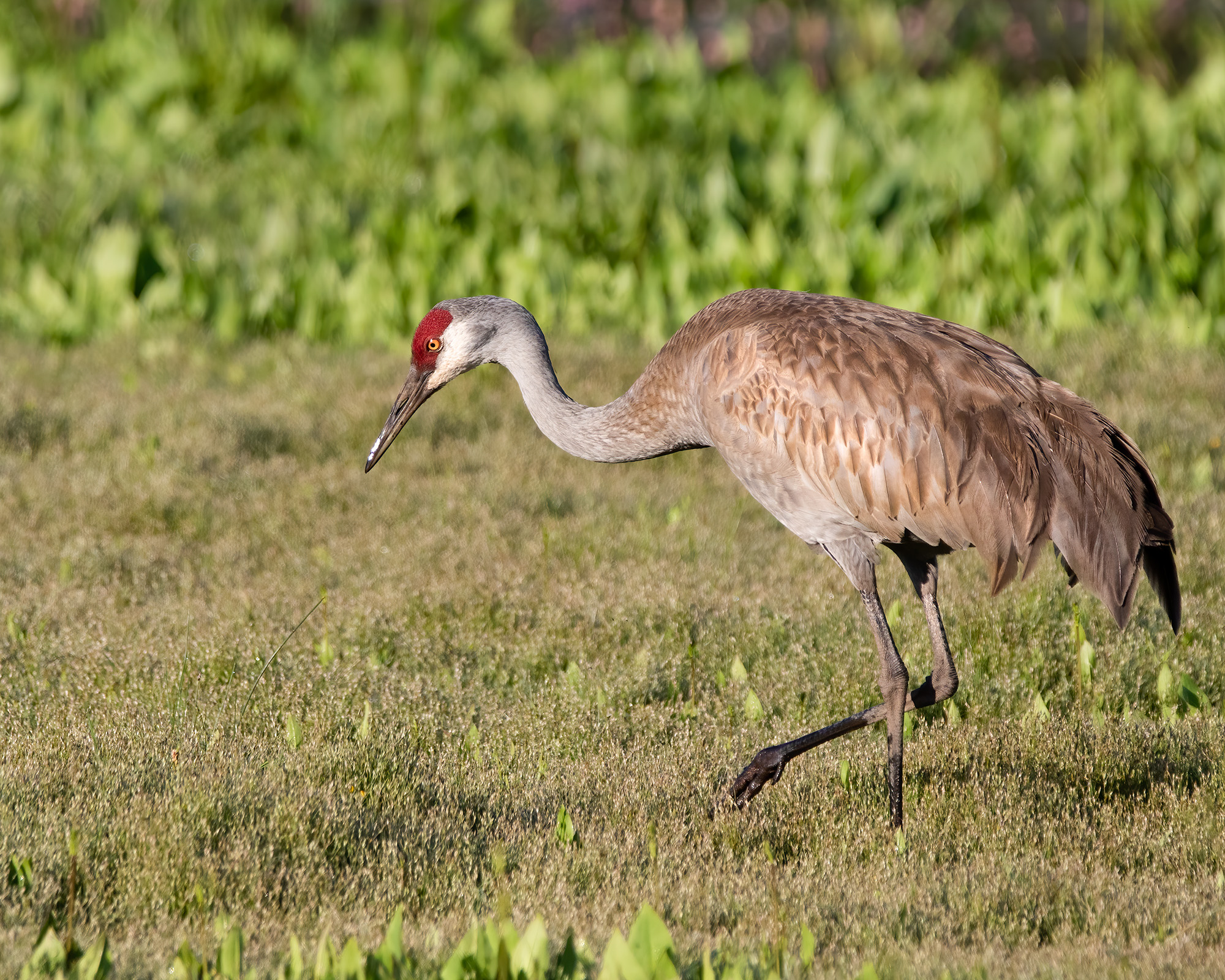 Sandhill Crane Bruce Tuck