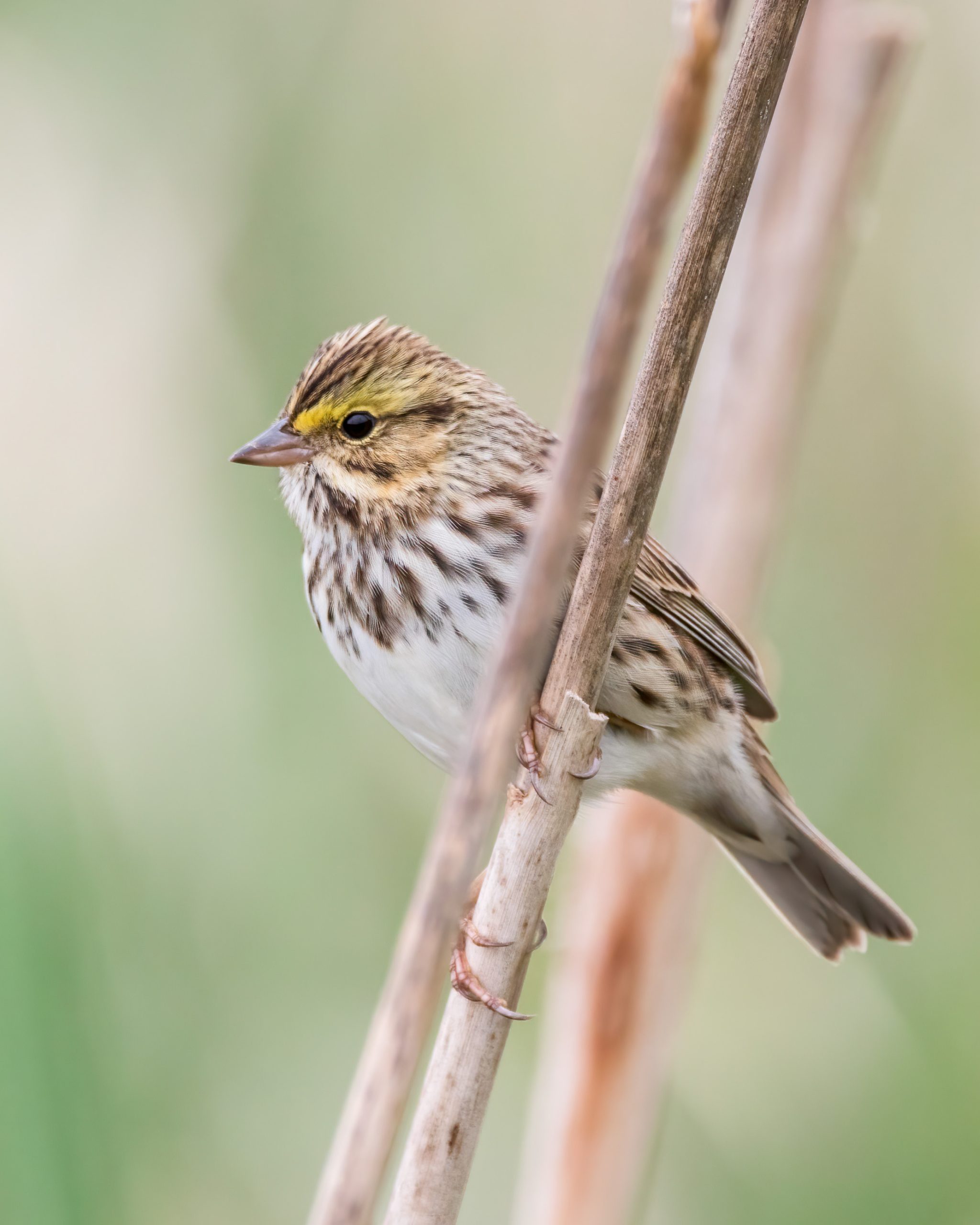 Savannah Sparrow perched on a reed.