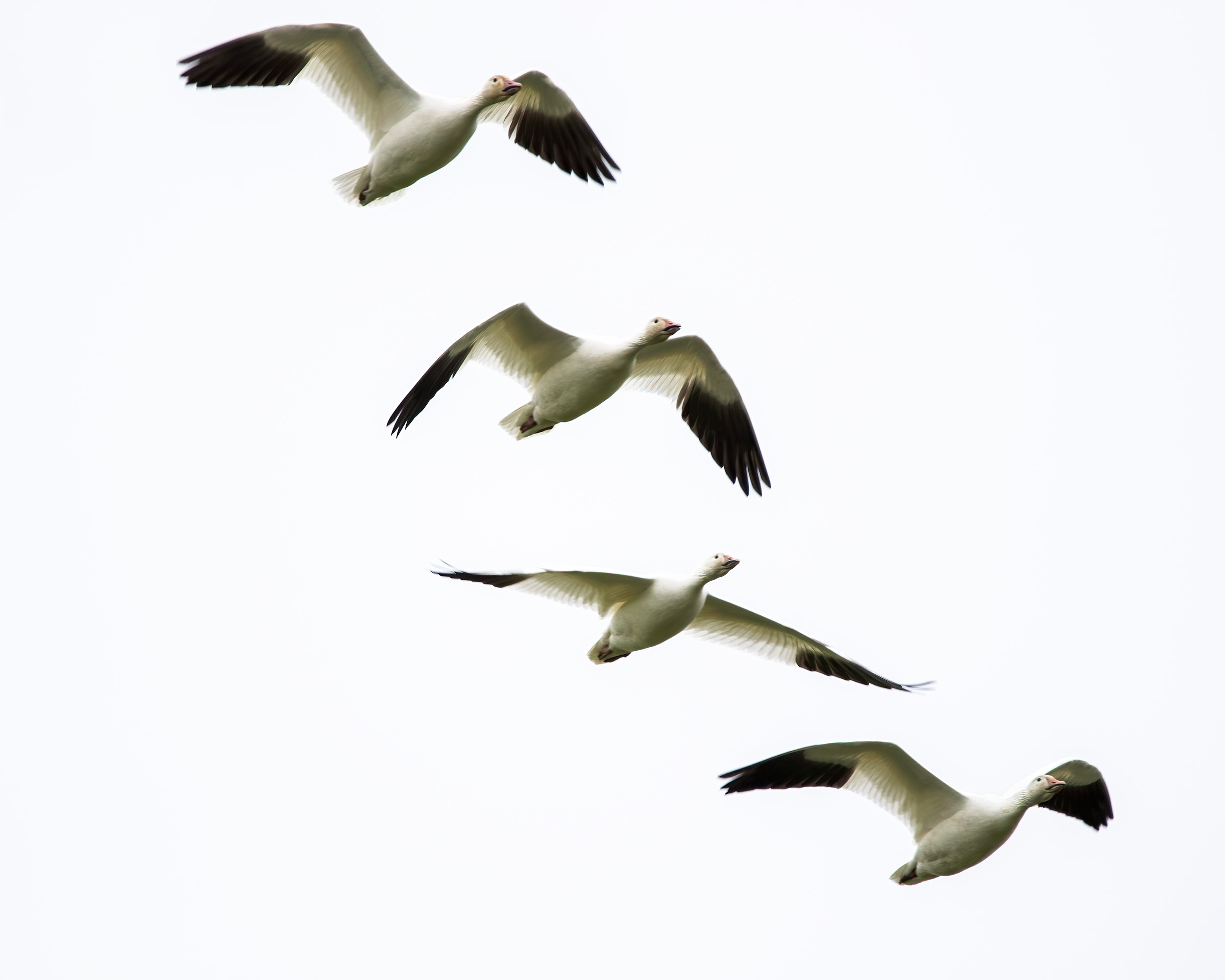 Snow Geese Bruce Tuck