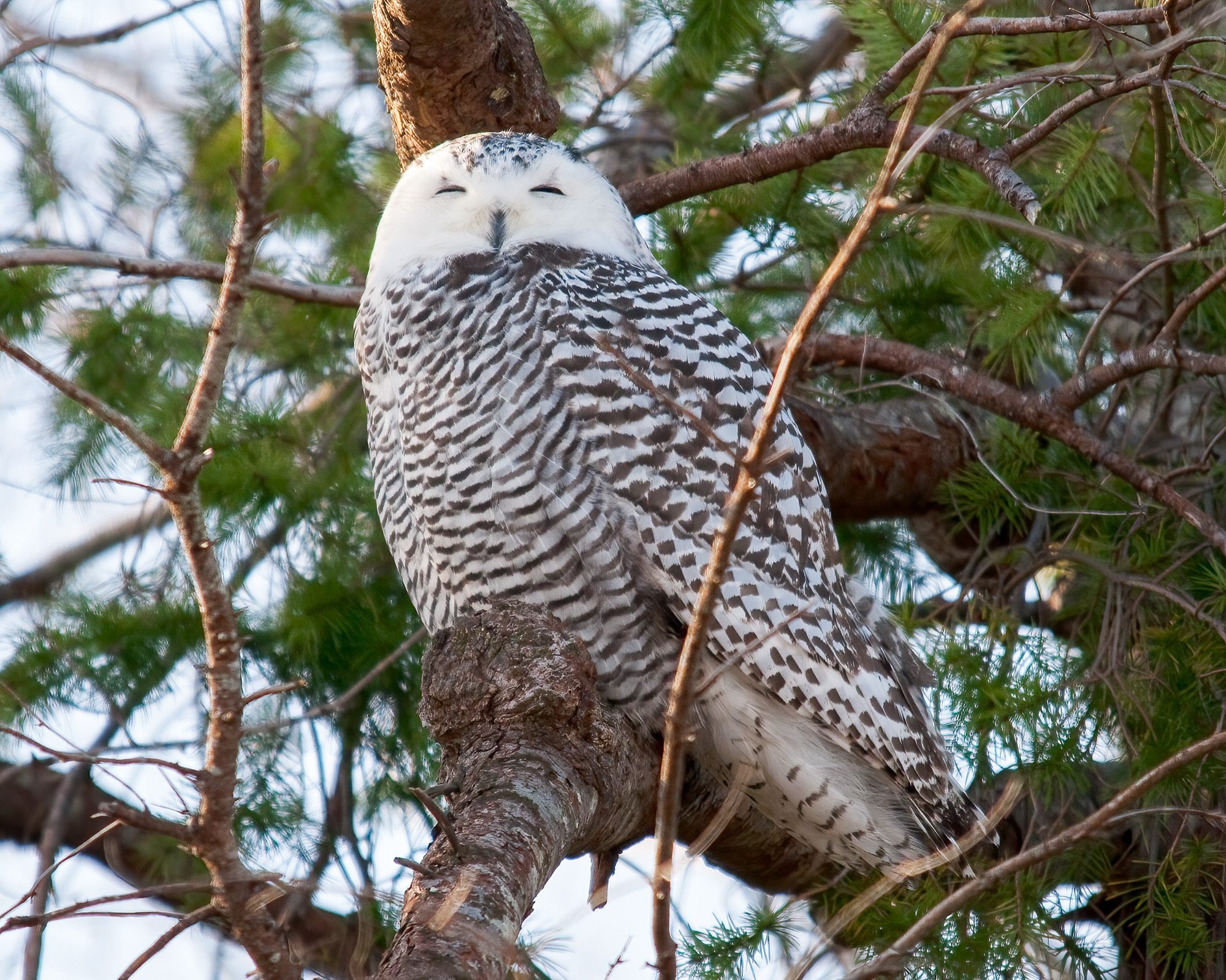 Snowy Owl Bruce Tuck 062026