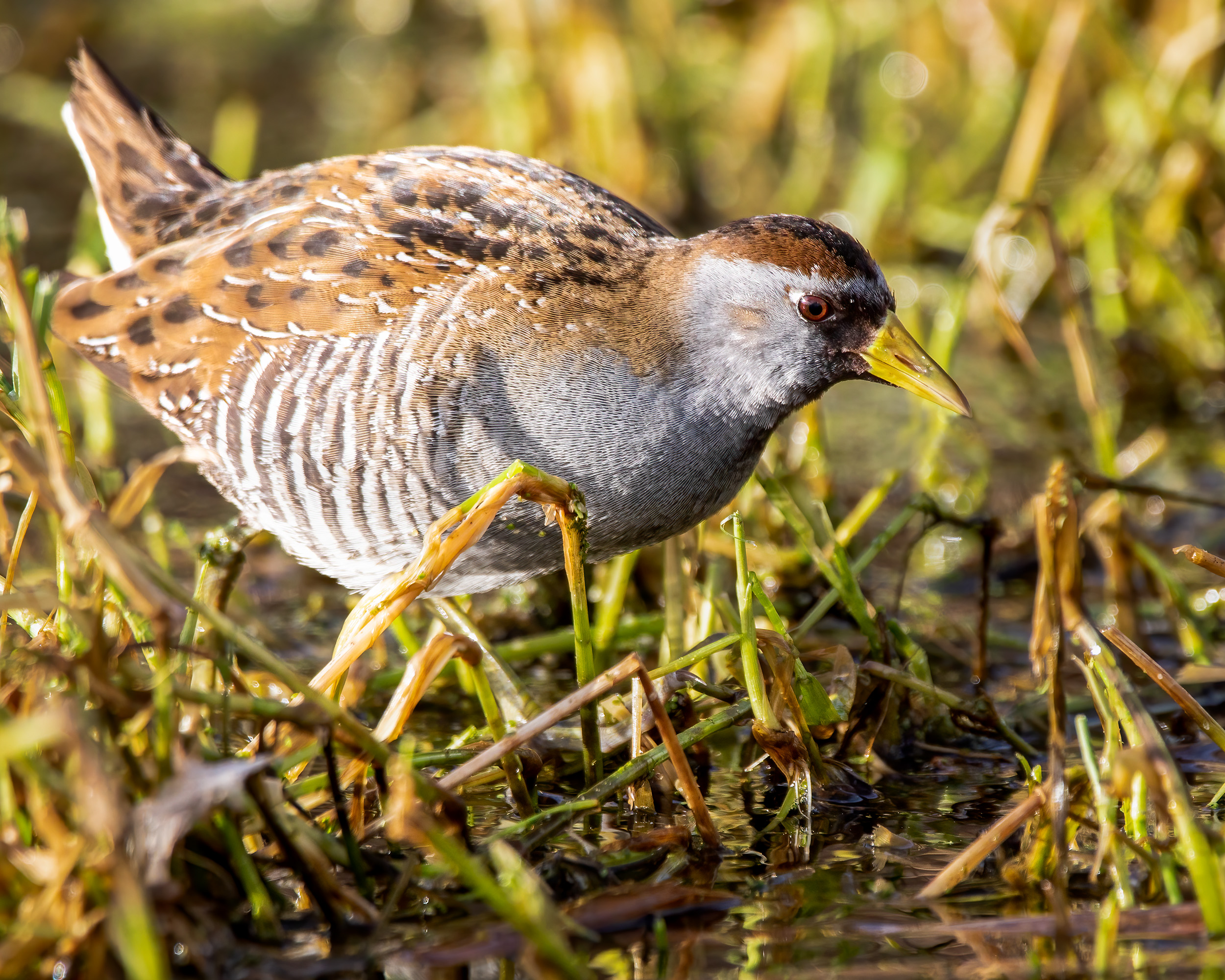 Sora foraging in its wetland habitat.