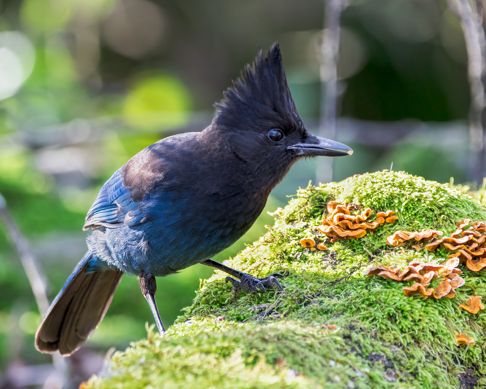 Stellar's Jay Bruce Tuck