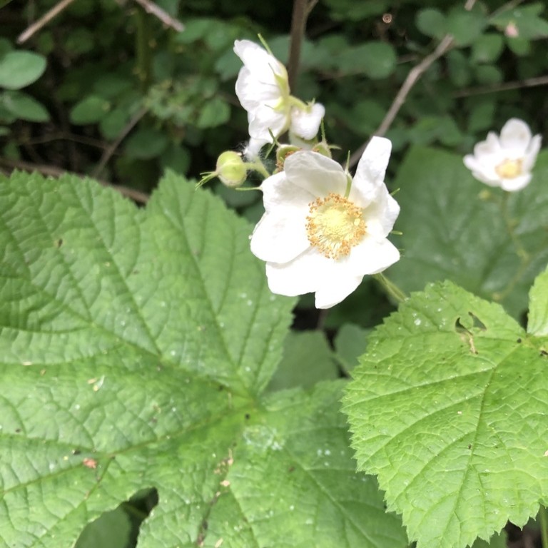 Thimbleberry