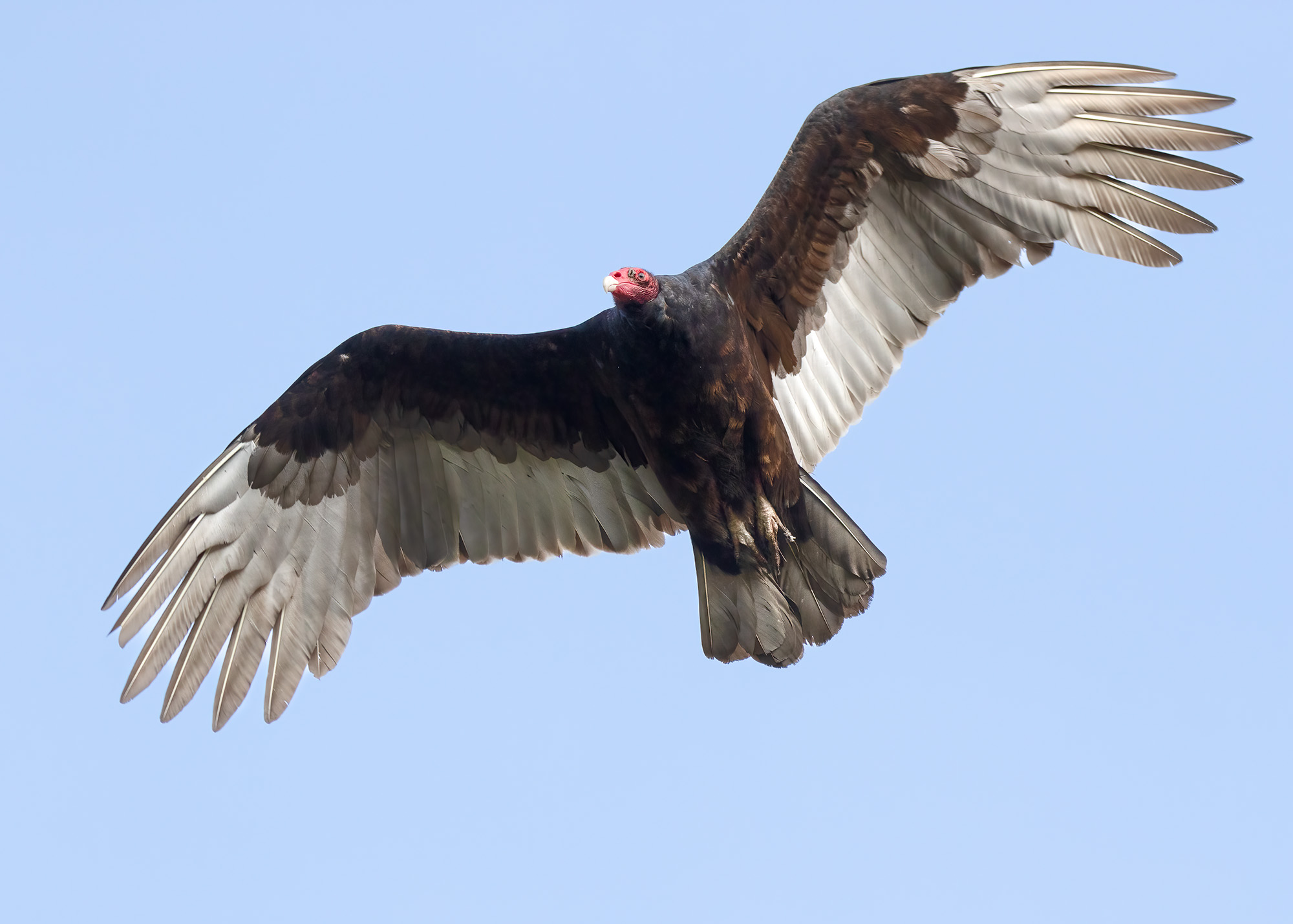 Turkey Vulture Bruce Tuck 062026