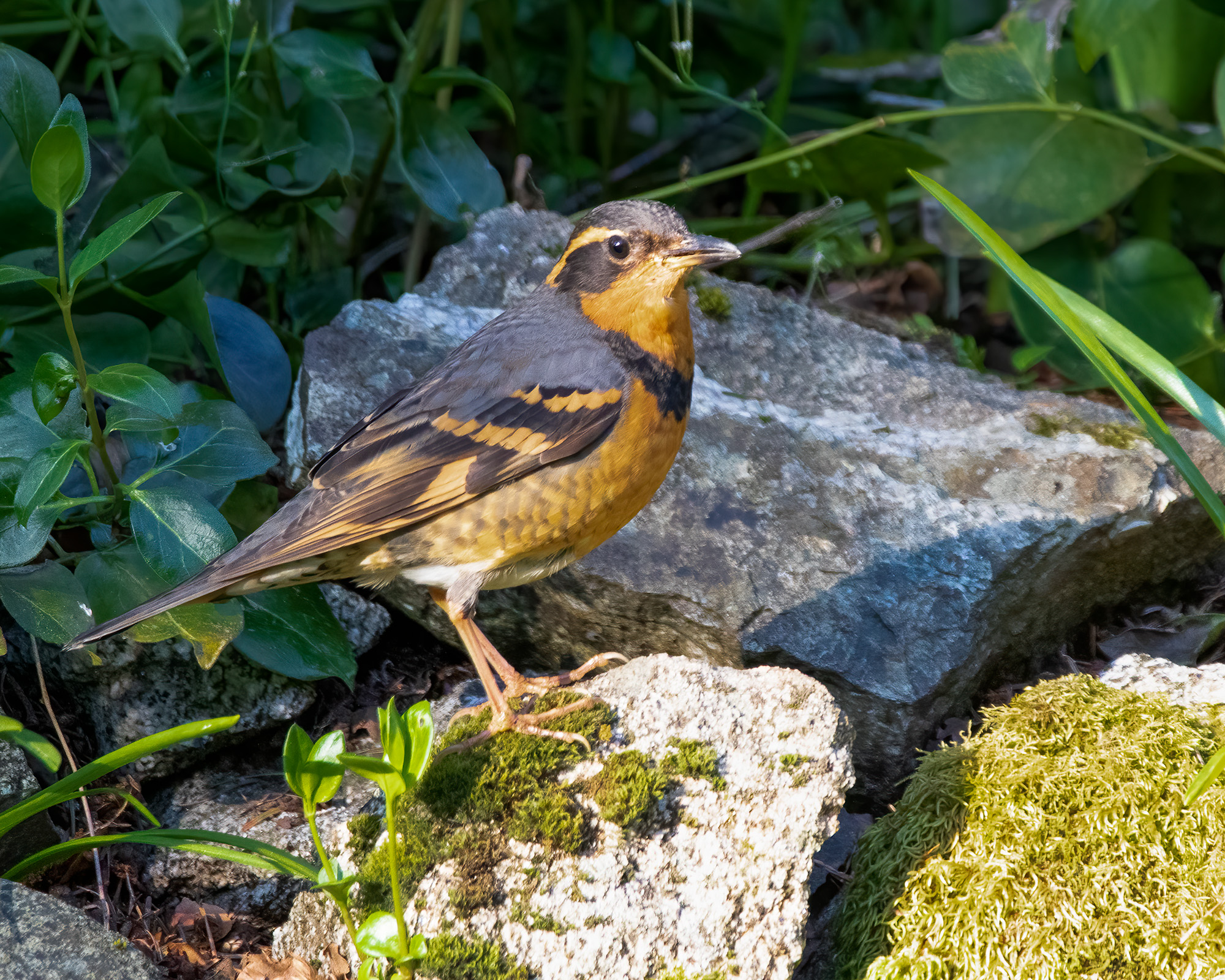 Varied Thrush Bruce Tuck