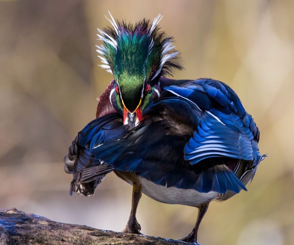Wood Duck1 Wood Duck1