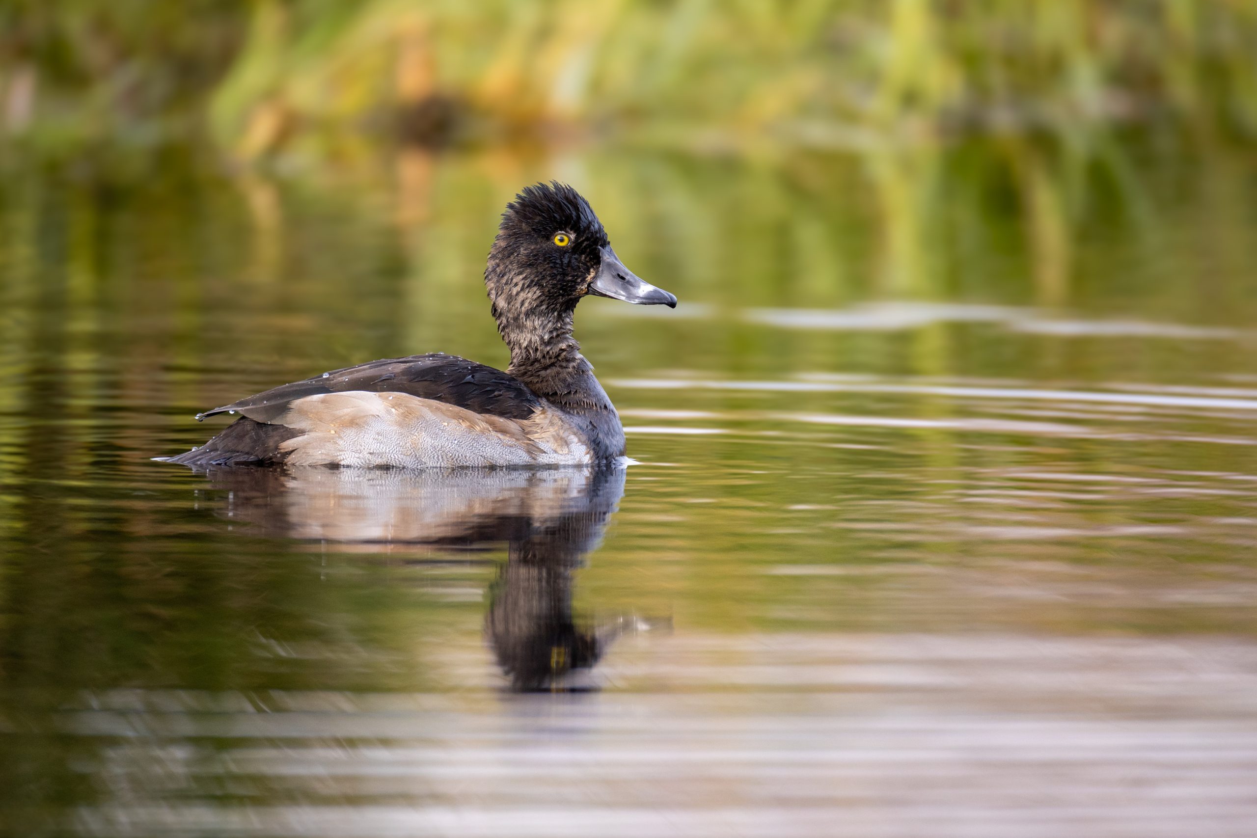 WringNeckDuck_20260601_AddisonKits