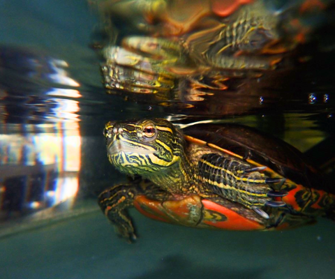 Wrinkles underwater2__MH - Edited