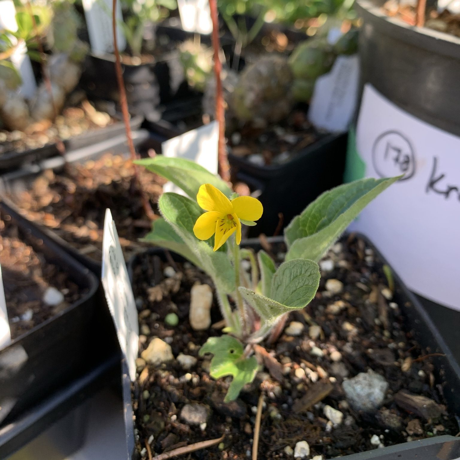 PottedYellowMontaneViolet20210422CaraGibson