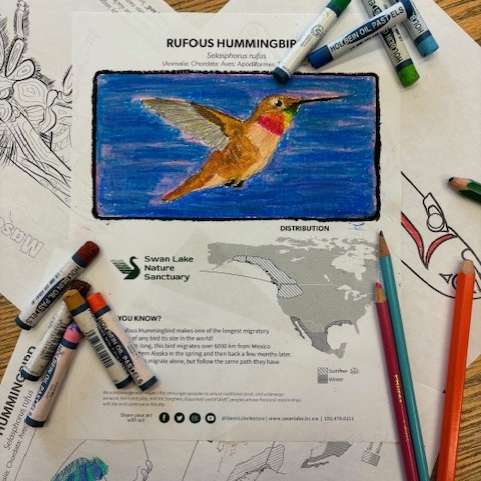 RufousHummingbirdDeanieH_20241122