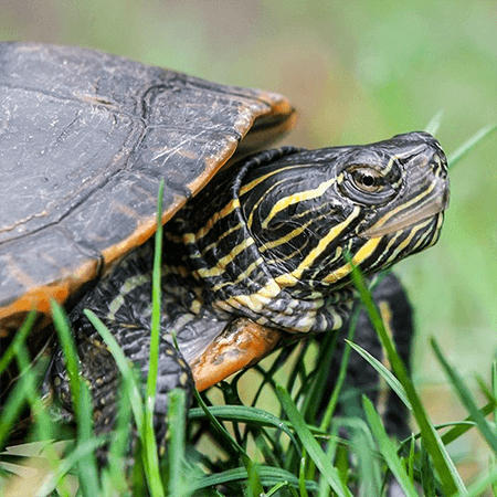 volunteer-animal-care-assistants