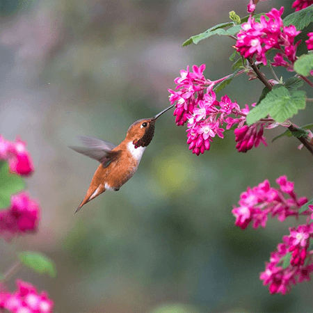 volunteer-seed-sowers
